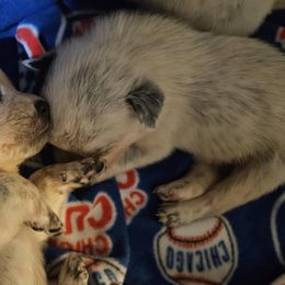 Australian Cattle Dog Puppies from North Woods ACD’s