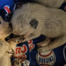 Australian Cattle Dog Puppies from North Woods ACD’s
