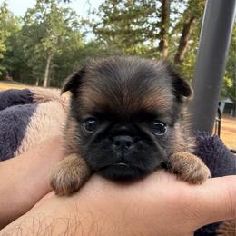 Jude (smooth coat) - Belge male Brussels Griffon puppy in Oklahoma from Lavish Griffons