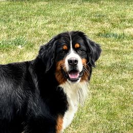 Merci - Bernese Mountain Dog