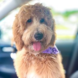 Remy - Goldendoodle