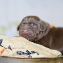 Orange Male - Chocolate male Labrador Retriever puppy in Williamston, Sc, South Carolina from Dutton Dog Co & Dalla Grazia Doberman