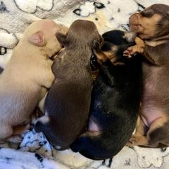 Prague Ratter Puppies from North Star Gem’s Prague Ratters