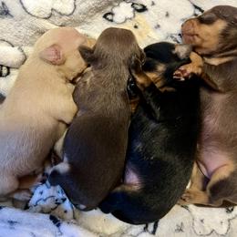 Prague Ratter Puppies from North Star Gem’s Prague Ratters