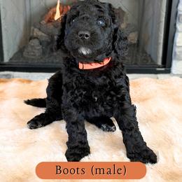 Boots - Black male Goldendoodle puppy in Frostproof, Florida from Lover Dover Doodles