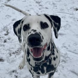 Dalmatians from Dalmatian puppies