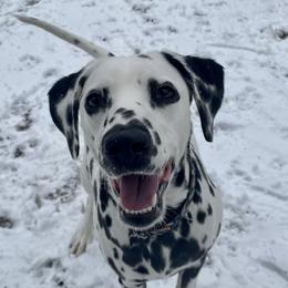 Dalmatians from Dalmatian puppies