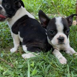 Reilly - Black brindle and white male Boston Terrier puppy in London, Kentucky from Puppy Love