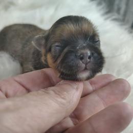TJ - male Companion Cross puppy in Andrews, South Carolina from Purple Diamonds Kennel