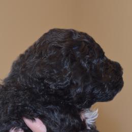 Portuguese Water Dog Puppies from Southern Splash