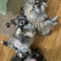 Companion Cross and Pomeranian Puppies from Pike River Pomeranians
