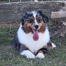 Rachel - Miniature American Shepherd