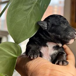 Poodles from Jessica’s Poodles