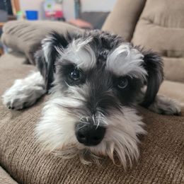 Miniature Schnauzers from Morgan Schnauzer Puppies