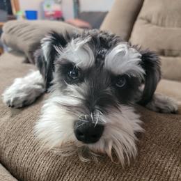 Miniature Schnauzers from Morgan Schnauzer Puppies