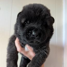 Nebula's Boy 2 - Black male Akita puppy in South Carolina from Sierra Mountain Akitas