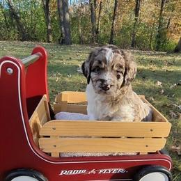 Joey - male Newfypoo puppy in South Haven, Minnesota from Hidden Haven Poodles and Doodles