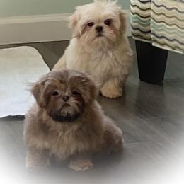 Shih Tzu Puppies from LaDawn’s Little Lions