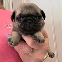 Thumper - Fawn male Pug puppy in Ludowici, Georgia from Royal Destiny Kennels