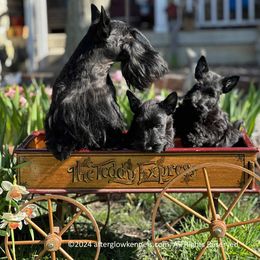 Scottish Terrier and Sealyham Terrier Puppies from Afterglow Kennels, LLC