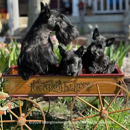 Scottish Terrier and Sealyham Terrier Puppies from Afterglow Kennels, LLC