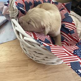 Dallas - Light golden male Golden Retriever puppy in Cherry Tree, Pennsylvania from Plumcreek Acres
