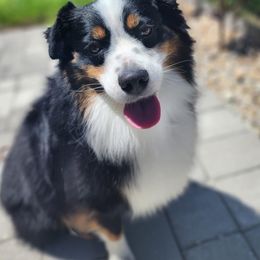 Ryder - Miniature Australian Shepherd