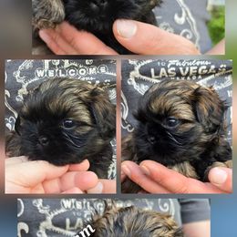 Grimm - Red male Shih Tzu puppy in Ellettsville, Indiana from Cutie Pie Shih Tzus