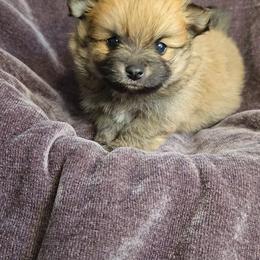 Emma - Chocolate sable female Pomeranian puppy in Newport News, Virginia from Itty Bitty Poms