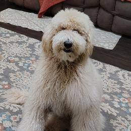 Elsa - Goldendoodle