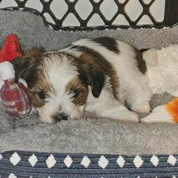 Reeses - Black and white male Shorkie puppy in Chattanooga, Tennessee from Passion Pups TN