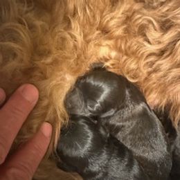 Cavapoo puppies from Cascade Cavapoos