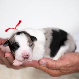 Suede - Blue merle male Border Collie puppy in Conway, Missouri from 2J 2K Border Collies | Maremma Sheepdogs