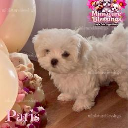 Paris - Maltese