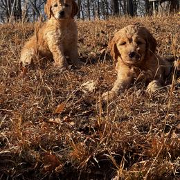 Goldendoodle Puppies from Dani’s Doodles