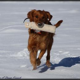 Kaylee - Golden Retriever