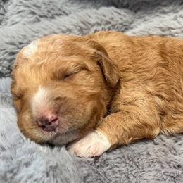 Mr. Orange - Parti male Goldendoodle puppy in Valley Center, Kansas from The Goldendoodle Gal