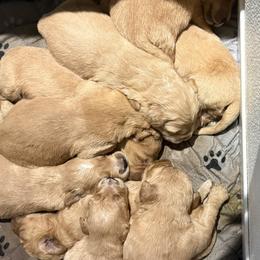 Girl 6 - Golden female Golden Retriever puppy in Maidens, Virginia from Legacy Farm Goldens