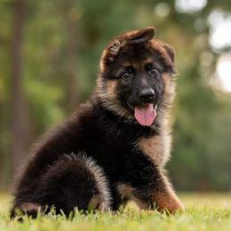 German Shepherd Puppies from Vom Furstenhund