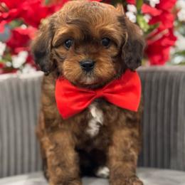 Twinkle - Sable male Cavapoo puppy in Apple Valley, California from Fletcher Fuzzy Friends