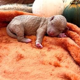 Acorn - Apricot male Goldendoodle puppy in Easley, South Carolina from Our Darling Doodles