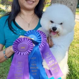 Bijou - Bichon Frise