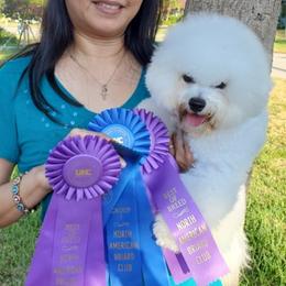 Bijou - Bichon Frise