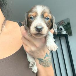 Chip - Piebald male Dachshund puppy in Tucson, Arizona from Tucson Dachshund Co.