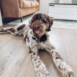 Reo - Goldendoodle