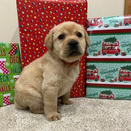 Orange - Yellow male Labrador Retriever puppy in Iowa City, Iowa from Country Road Acres