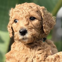 Poodles from Regal Crest Poodles
