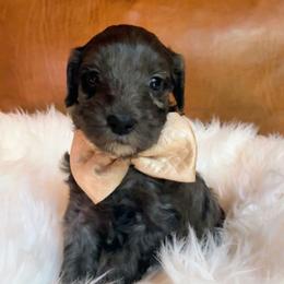 Tom Ford - Merle male Goldendoodle puppy in Pine Grove, California from Lundee Doodles
