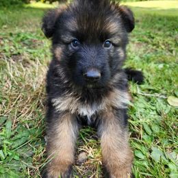 German Shepherd Puppies from Bunkerhill Shepherds