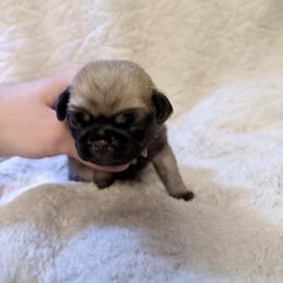 Kelly - Fawn female Pug puppy in Moorefield, West Virginia from Wratchford Farms